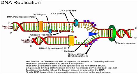 topoisomerase role in dna replication.